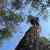 How Forests Think - Image 4